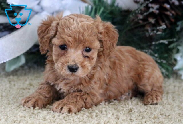 Navy Mini Poodle2 image