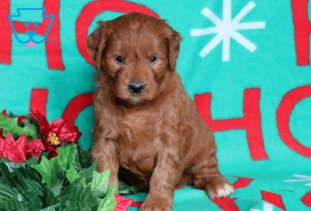 Nelly Goldendoodle image
