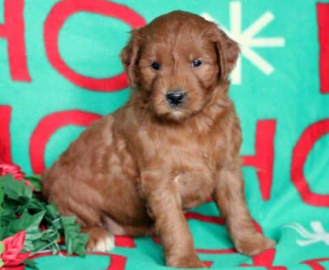 Nelly Goldendoodle2