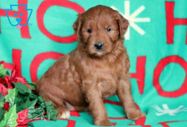 Nelly Goldendoodle2 image