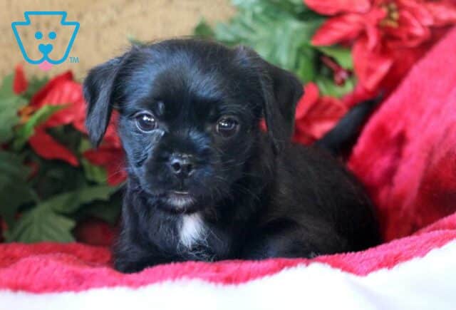 Nemo Poodle Mix image