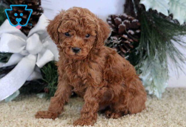 Nevon Mini Poodle image