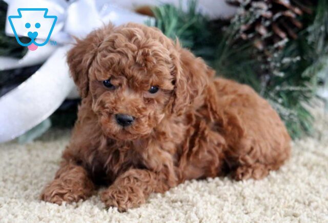 Nevon Mini Poodle2 image