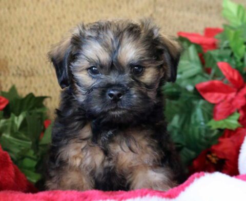 Newbie Poodle Mix
