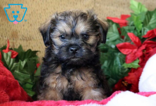 Newbie Poodle Mix image