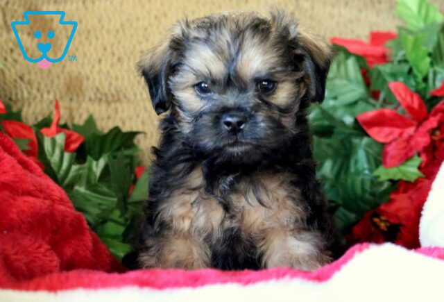 Newbie Poodle Mix2 image