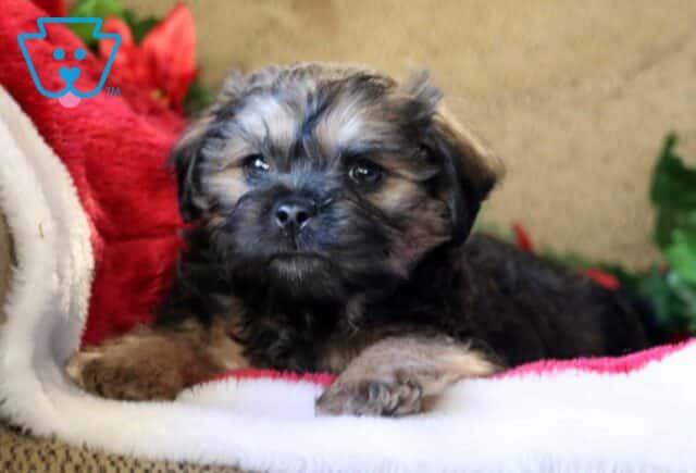 Newbie Poodle Mix3 image