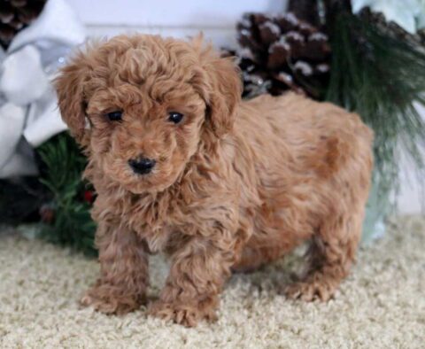 Nicholas Mini Poodle