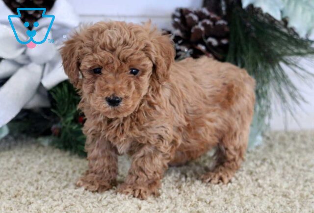 Nicholas Mini Poodle image