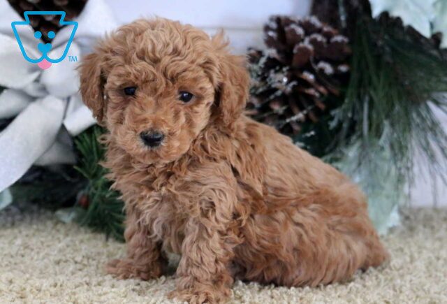 Nicholas Mini Poodle2 image