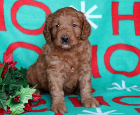Nick Goldendoodle