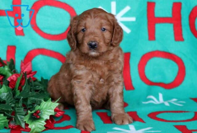 Nick Goldendoodle image