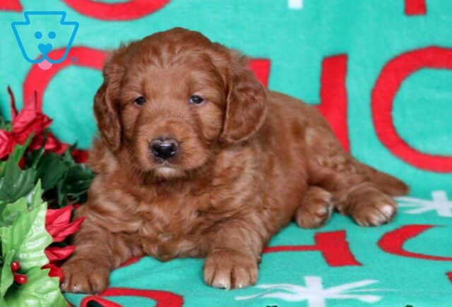 Nick Goldendoodle2 image