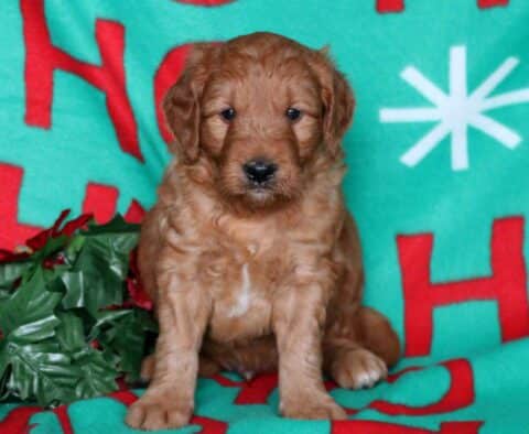 Noodle Goldendoodle