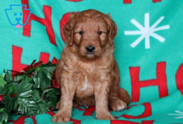 Noodle Goldendoodle image