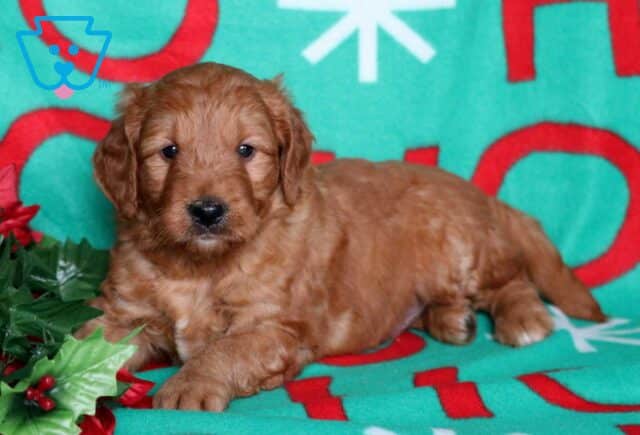 Noodle Goldendoodle2 image