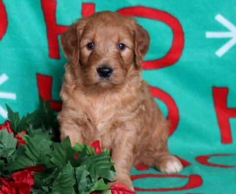 Nori Goldendoodle