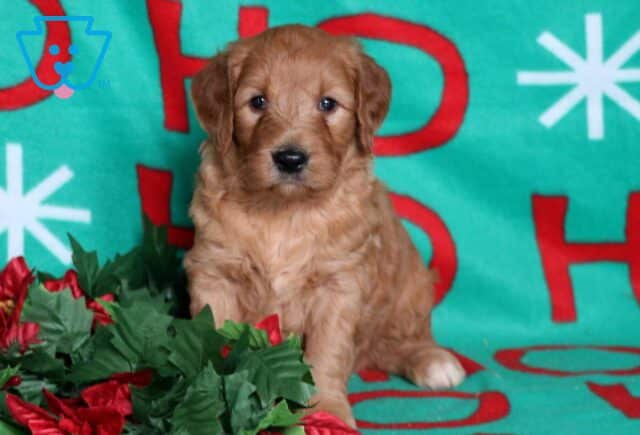 Nori Goldendoodle image