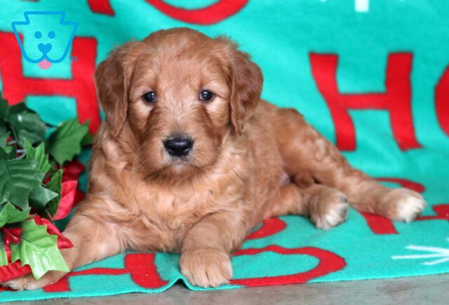 Nori Goldendoodle3 image