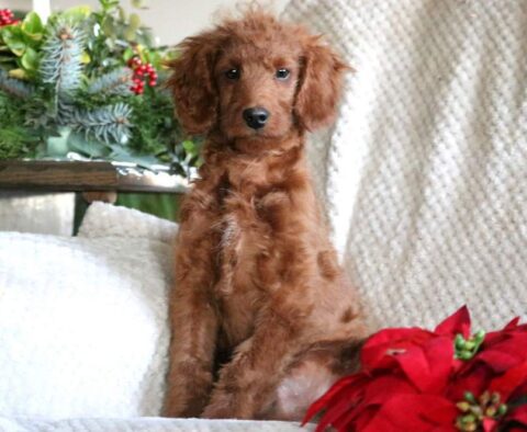 North Mini Goldendoodle