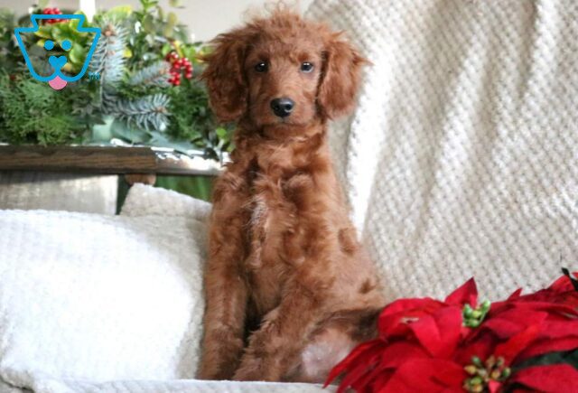 North Mini Goldendoodle image