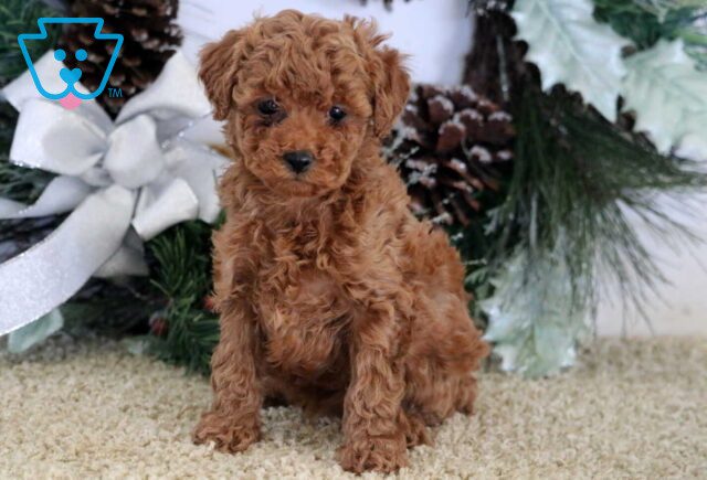 Nova Mini Poodle image