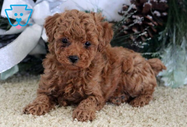 Nova Mini Poodle2 image