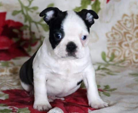 Oats Boston2