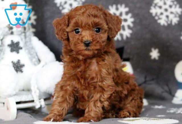 Olena Mini Poodle image