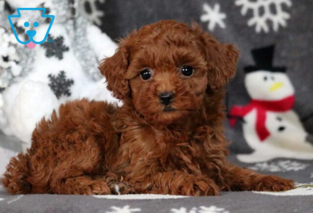 Olena Mini Poodle2 image