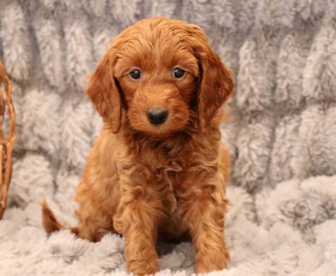 Oliver Mini Goldendoodle2