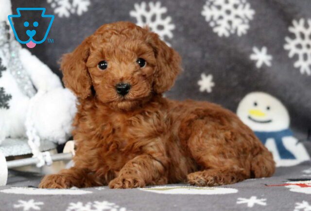 Olivia Mini Poodle image