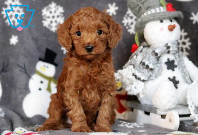 Olivia Mini Poodle2 image