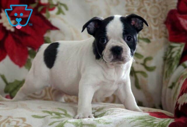 Ollie Boston image