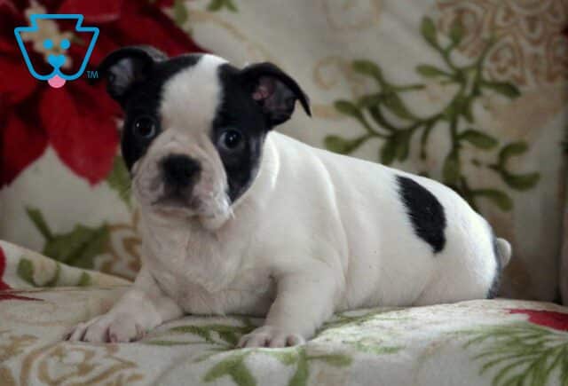 Ollie Boston2 image