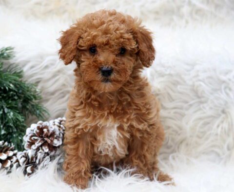 Paige Toy Poodle