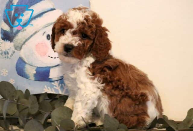 Parker Mini Poodle image