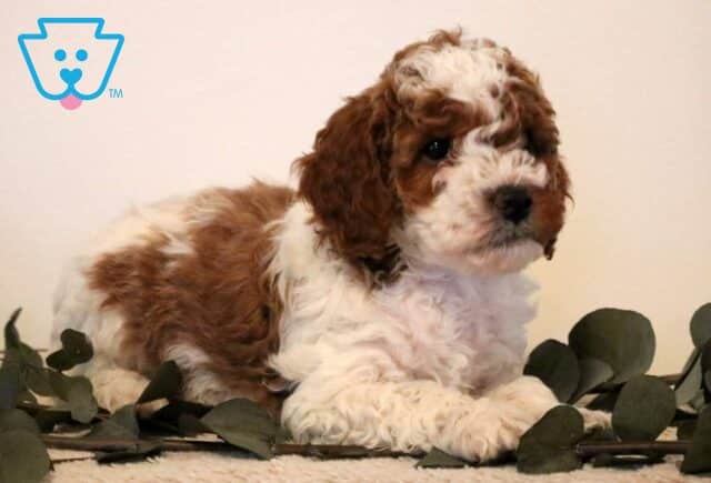 Parker Mini Poodle2 image
