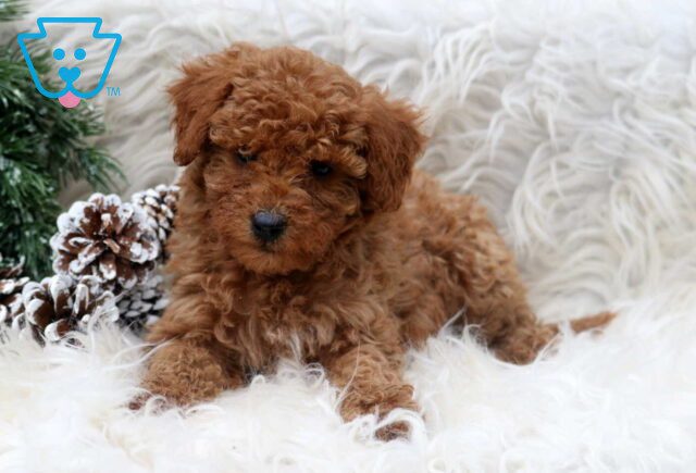 Passion Toy Poodle image