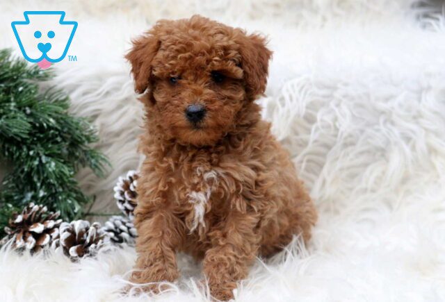 Passion Toy Poodle2 image