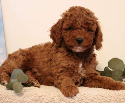 Patch Mini Poodle