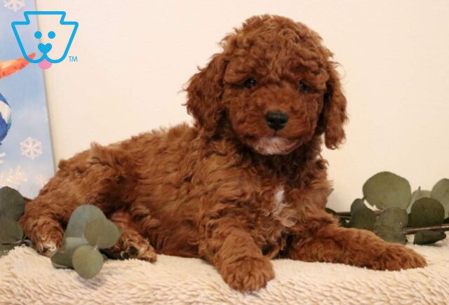Patch Mini Poodle image