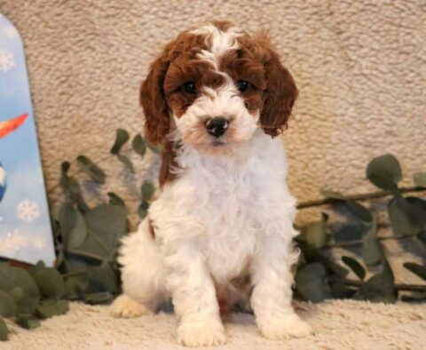 Paws Mini Poodle
