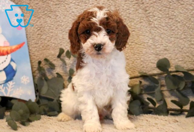 Paws Mini Poodle image