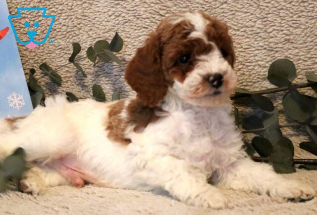 Paws Mini Poodle2 image