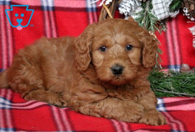 Paz Mini Goldendoodle image