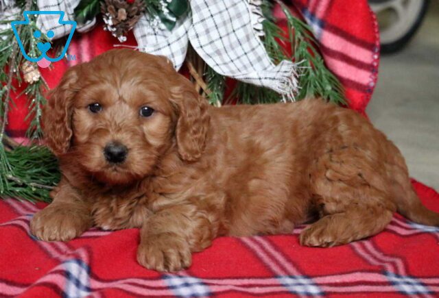 Paz Mini Goldendoodle2 image