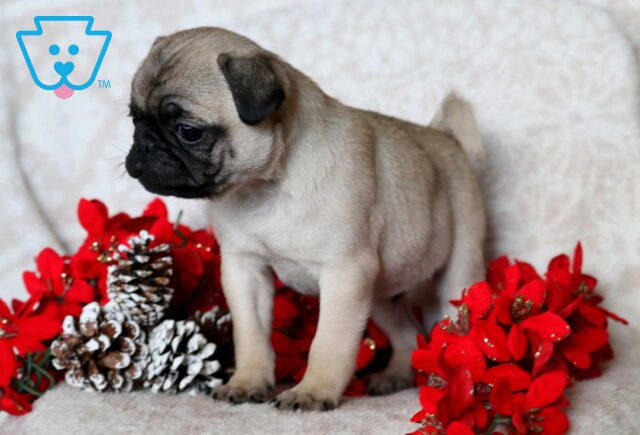 Peanut Pug2 image