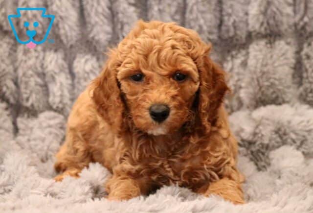 Pearl Mini Goldendoodle image