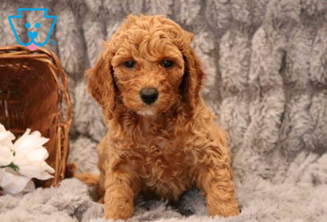 Pearl Mini Goldendoodle2 image